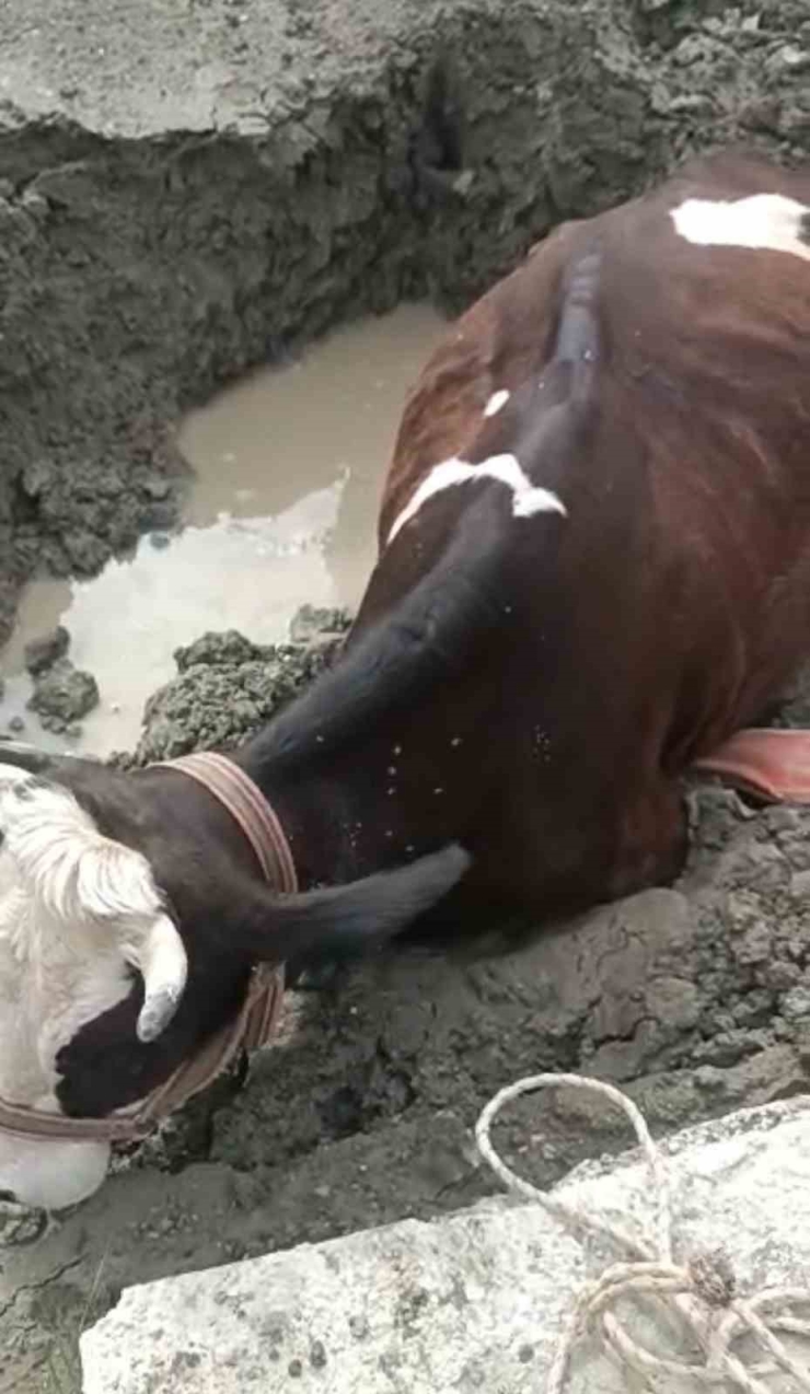 Bataklıkta Mahsur Kalan İnek İş Makinesiyle Kurtarıldı