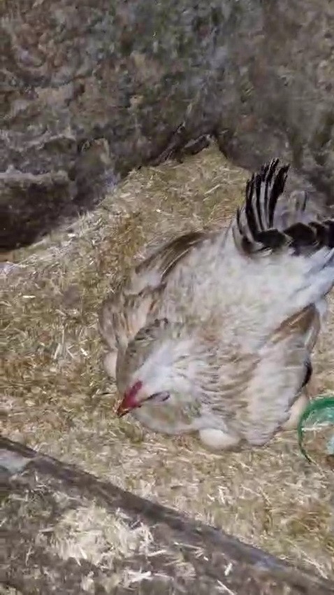 Tavuk İle Kedi Arasında "annelik Krizi" Kamerada