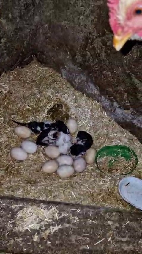 Tavuk İle Kedi Arasında "annelik Krizi" Kamerada