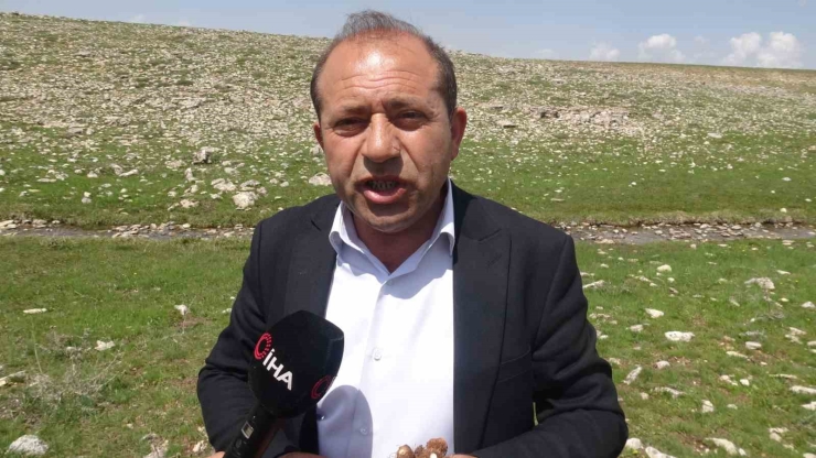 Malatya’da Yüksek Rakımlı Bölgelerde Çiğdem Mesaisi