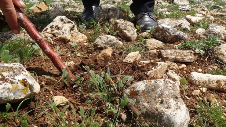 Malatya’da Yüksek Rakımlı Bölgelerde Çiğdem Mesaisi
