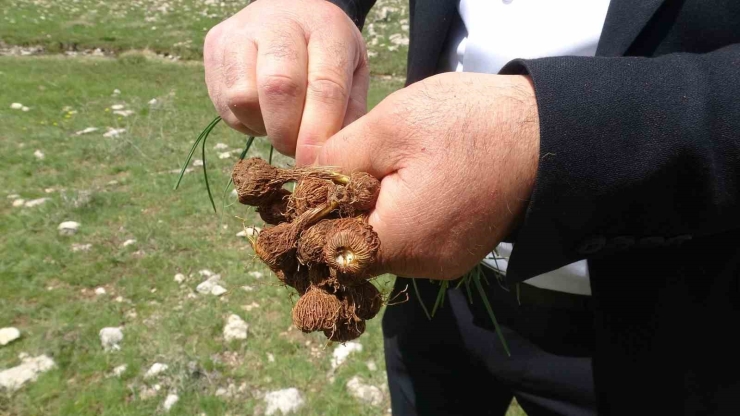 Malatya’da Yüksek Rakımlı Bölgelerde Çiğdem Mesaisi