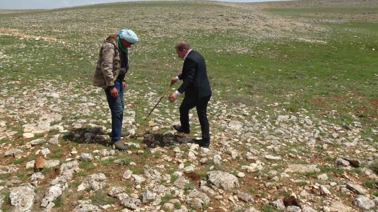 Malatya’da Yüksek Rakımlı Bölgelerde Çiğdem Mesaisi