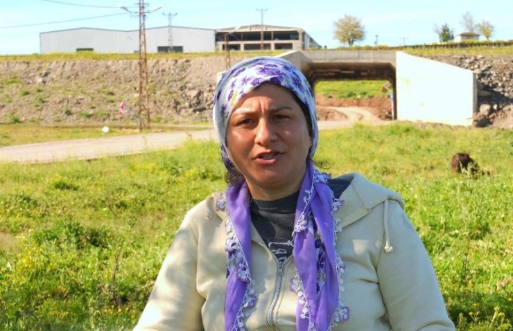 Devlet Destekleriyle Diyarbakır’da Manda Sayısı 21 Bin 500’e Ulaştı