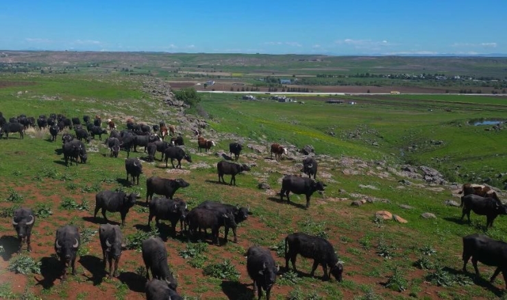 Devlet Destekleriyle Diyarbakır’da Manda Sayısı 21 Bin 500’e Ulaştı