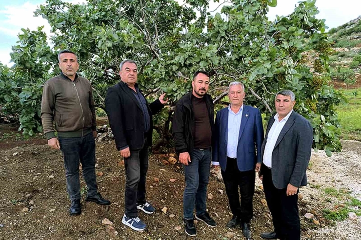Altun, Dolu Yağışlarının Ardından Fıstık Bahçelerini Gezdi