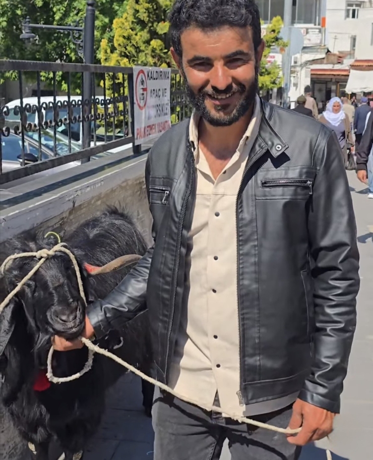 70 Kiloluk Dev Keçi 36 Bin Liraya Satıldı