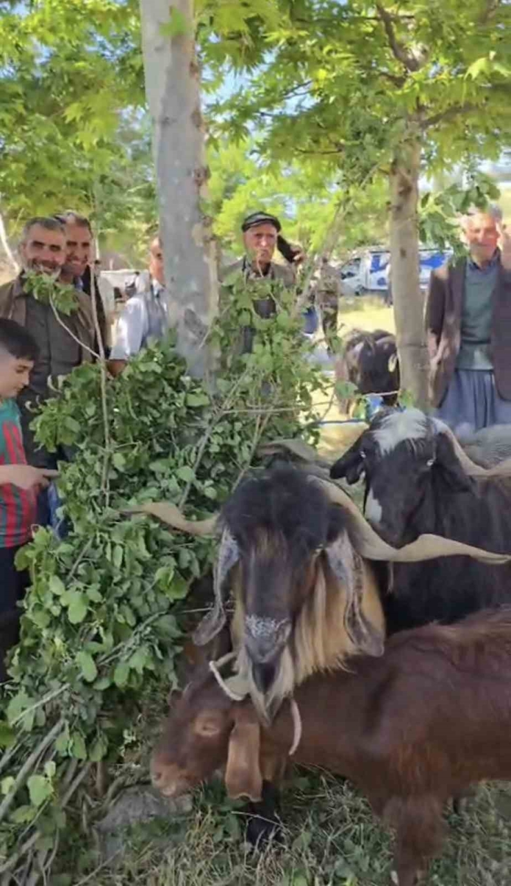 Bayram Öncesi Hayvan Pazarına İlgi Arttı