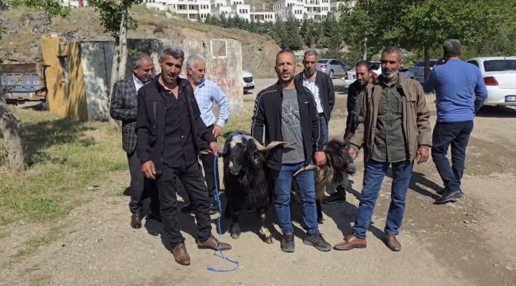 Bayram Öncesi Hayvan Pazarına İlgi Arttı