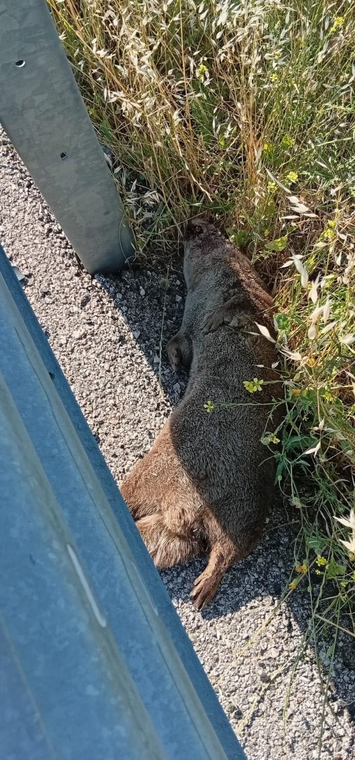 Siverek’te Yol Kenarında Ölü Su Samuru Bulundu