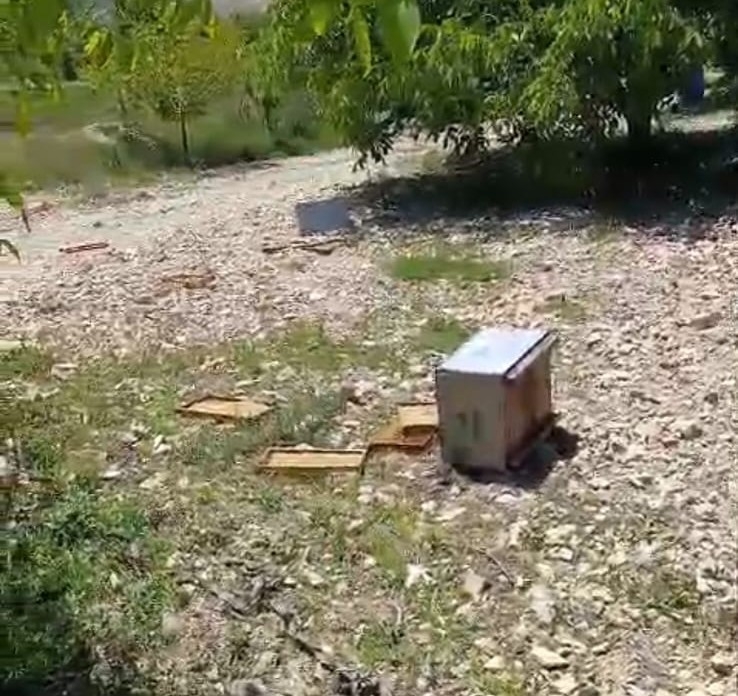 Ayı, Arı Kovanlarına Zarar Verdi