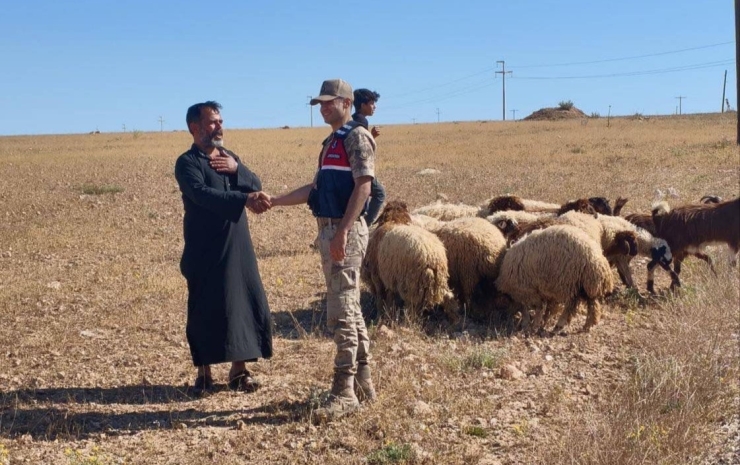 Kaybolan Küçükbaş Hayvanları Jandarma Buldu