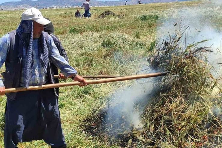 Araban Ovası’nda Firik Ütümü Sezonu Başladı