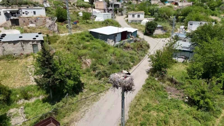 Adıyaman’ın Kızılcapınar Köyü Leyleklerin Barınma Noktası