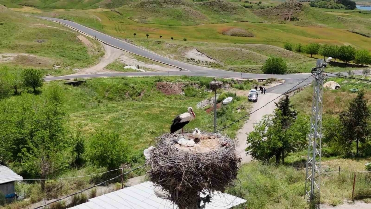 Adıyaman’ın Kızılcapınar Köyü Leyleklerin Barınma Noktası