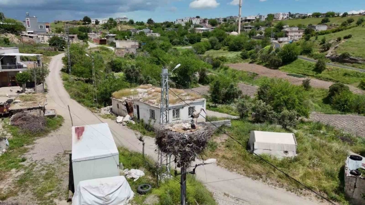 Adıyaman’ın Kızılcapınar Köyü Leyleklerin Barınma Noktası