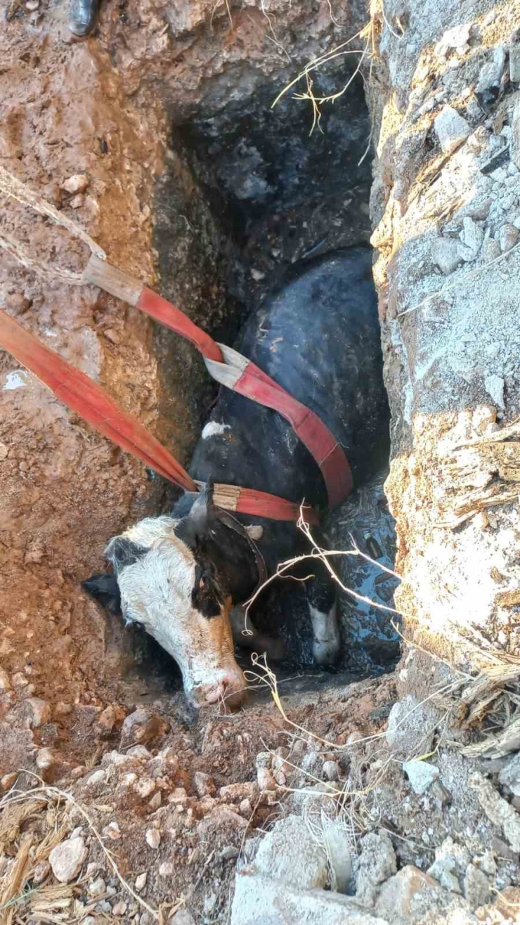 Şanlıurfa’da Foseptik Çukuruna Düşen İnek Kurtarıldı