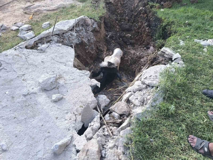 Şanlıurfa’da Foseptik Çukuruna Düşen İnek Kurtarıldı