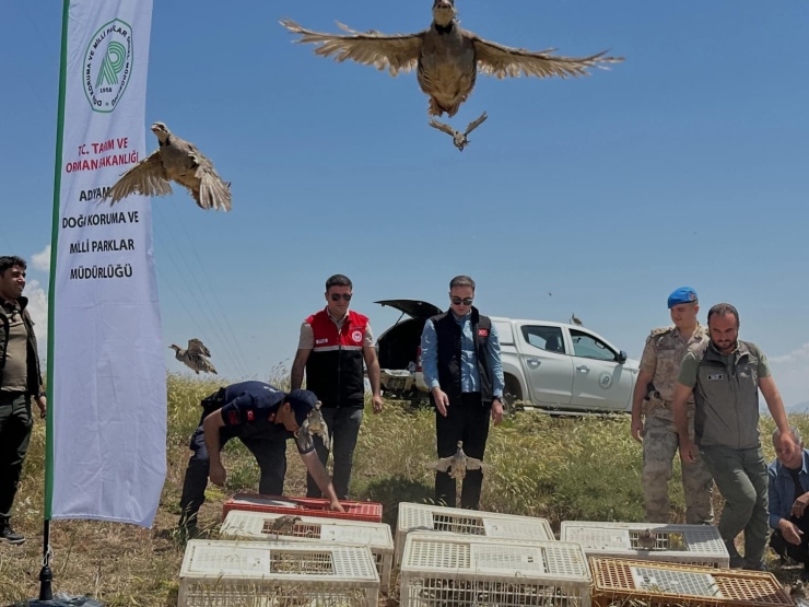 Sincik’te 200 Keklik Doğaya Salındı
