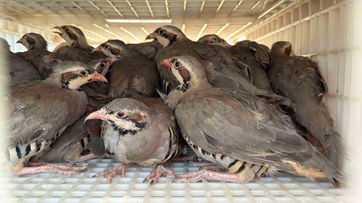 Adıyaman Doğasına Bin Adet Keklik Salındı