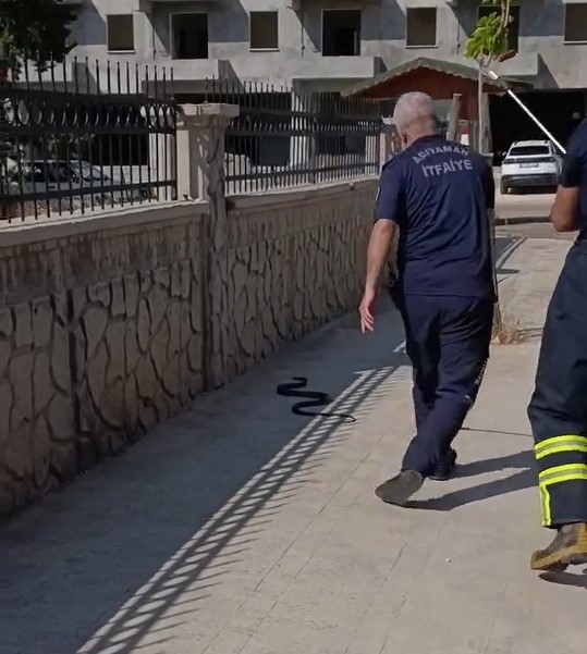 Hastane Yanında Görülen Yılan Paniğe Neden Oldu