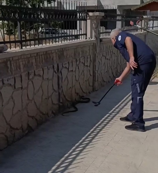 Hastane Yanında Görülen Yılan Paniğe Neden Oldu