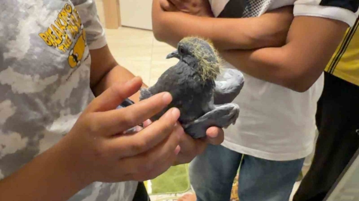 Günlerdir Mahsur Kalan Güvercini Kurtarmak İçin Pencereyi Söktü