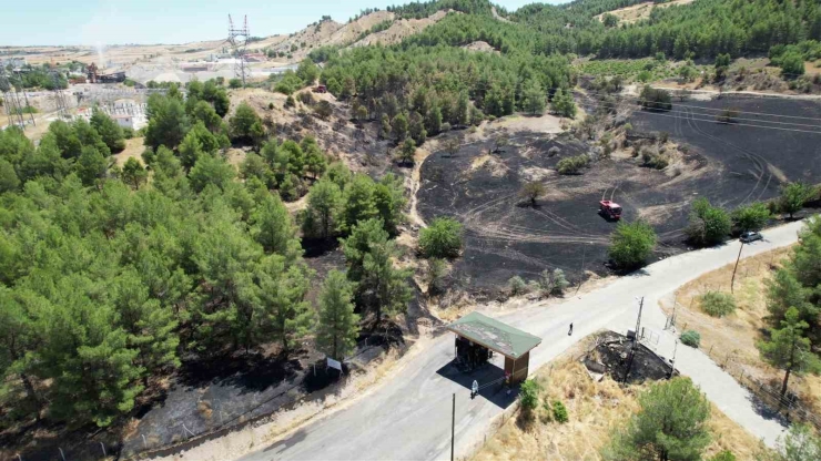 Orman Yangınında Çok Sayıda Ağaç Zarar Gördü