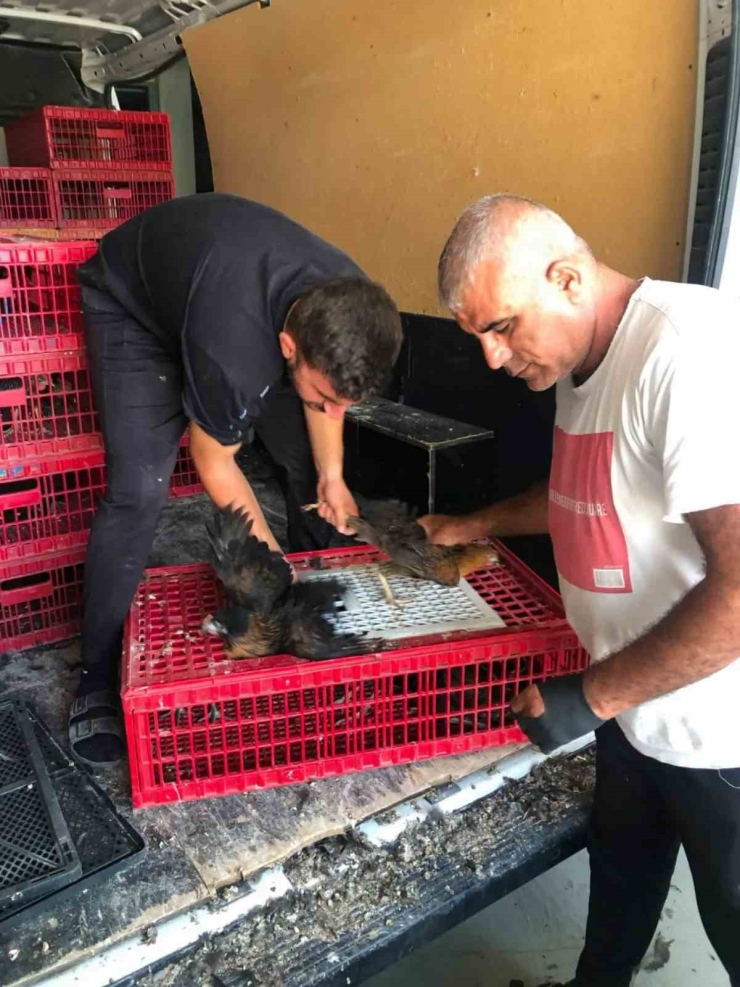 Çelikhan’da 20 Aileye 440 Kümes Hayvanı Dağıtıldı