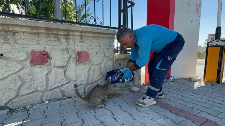 Adıyaman Belediyesi’nden Sokak Hayvanlarına Mama Ve Su Desteği