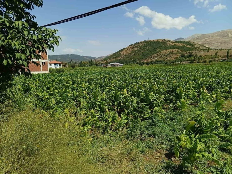 Dolu Yağışı Tütünlere Zarar Verdi