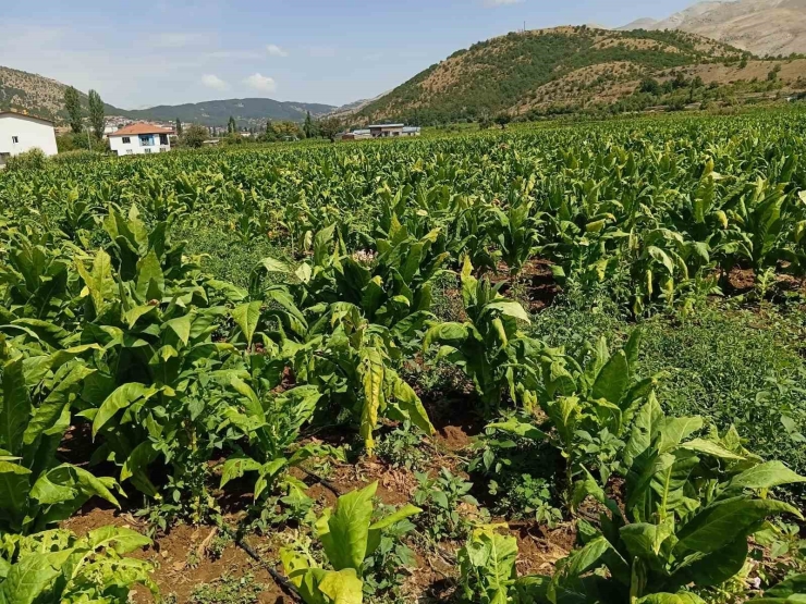 Dolu Yağışı Tütünlere Zarar Verdi