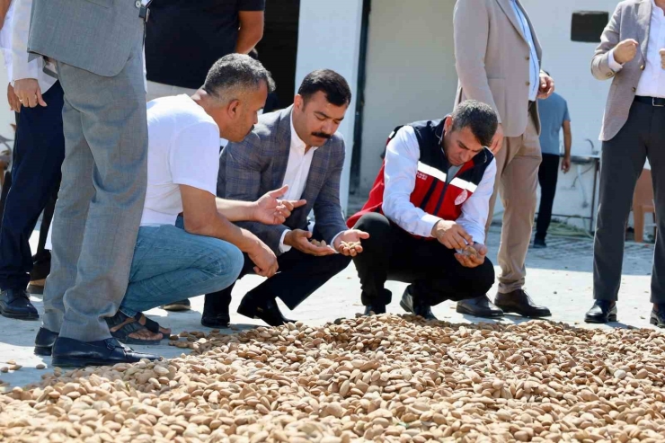 Kahta’da Badem Hasadı Başladı