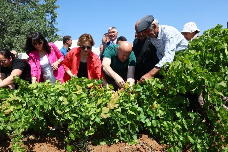 Gölbaşı’nda Bağ Bozumu Heyecanı Başladı