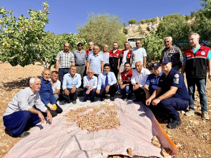 Fıstık Hasadında Yoğun Mesai Başladı
