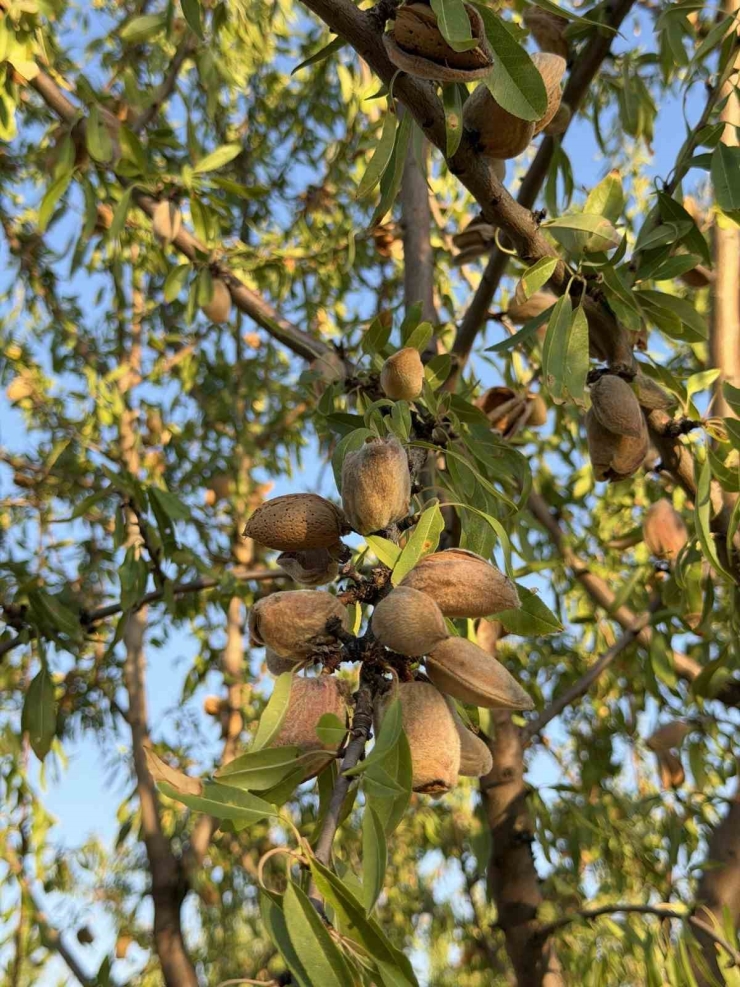 Kahta’da Gönüllü Gençler Badem Hasadına Katıldı