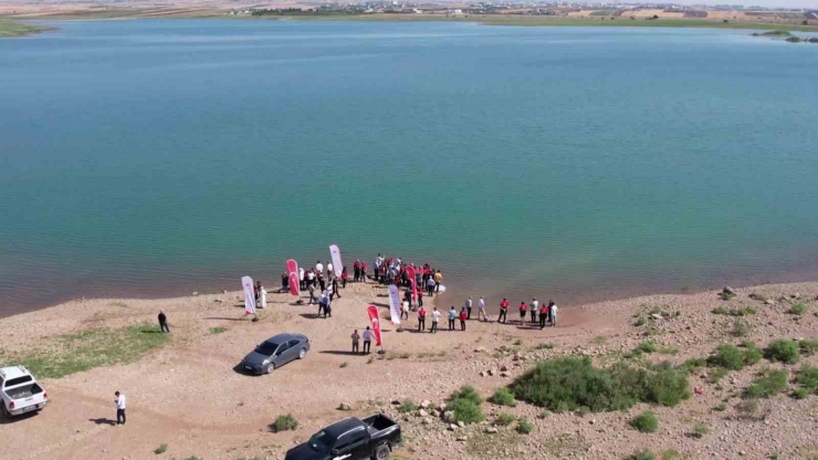 Çamgazi Baraj Göleti’ne 680 Bin Yavru Sazan Bırakıldı