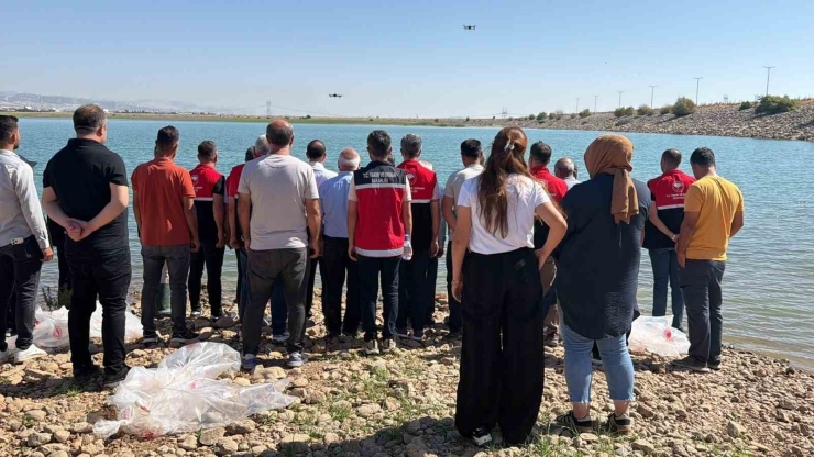 Çamgazi Baraj Göleti’ne 680 Bin Yavru Sazan Bırakıldı
