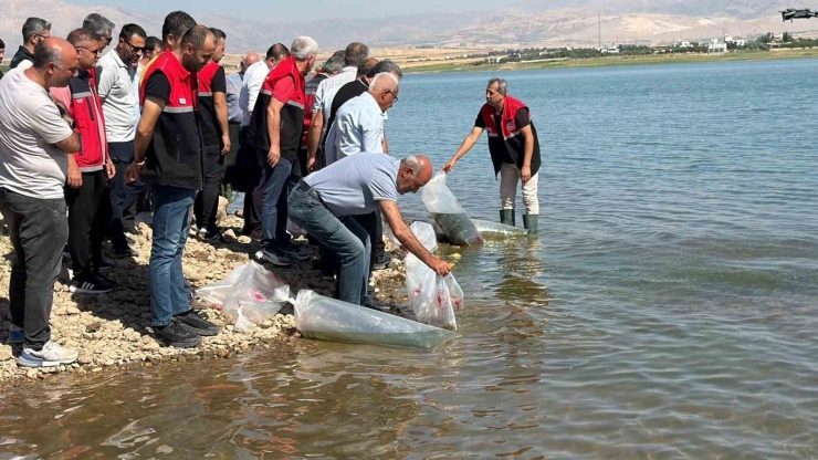 Çamgazi Baraj Göleti’ne 680 Bin Yavru Sazan Bırakıldı