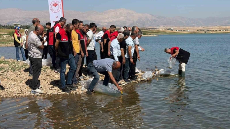 Çamgazi Baraj Göleti’ne 680 Bin Yavru Sazan Bırakıldı