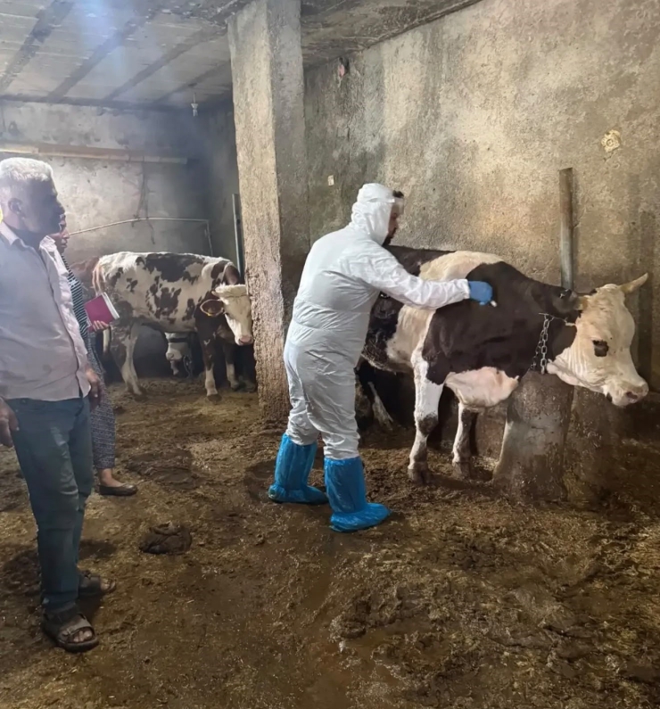 Büyükbaş Hayvanlar Şapa Karşı Aşılanıyor