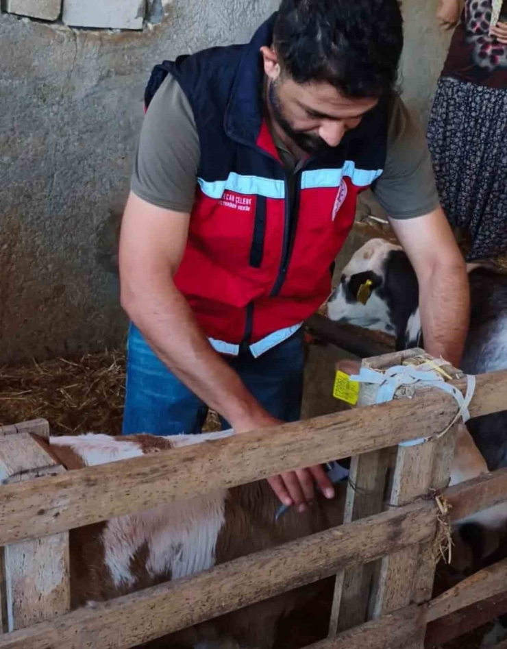 Büyükbaş Hayvanlar Şapa Karşı Aşılanıyor