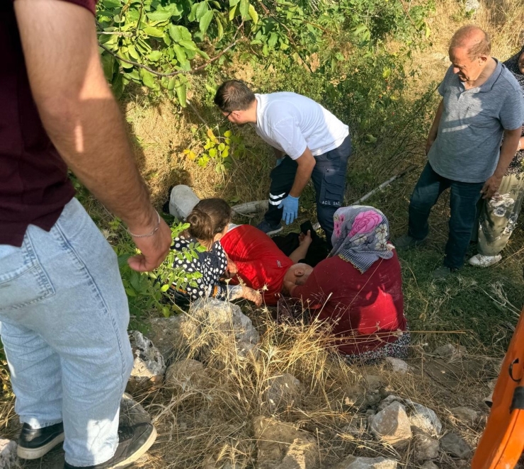 Ceviz Ağacından Düşen Kişi Yaralandı