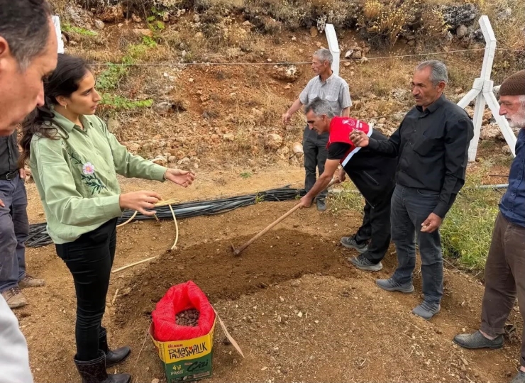 Çelikhan’da 10 Üreticiye 90 Kilogram Salep Yumrusu Dağıtıldı