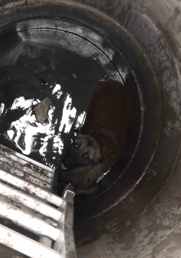 Kanalizasyon Çukuruna Düşen Köpeği İtfaiye Kurtardı