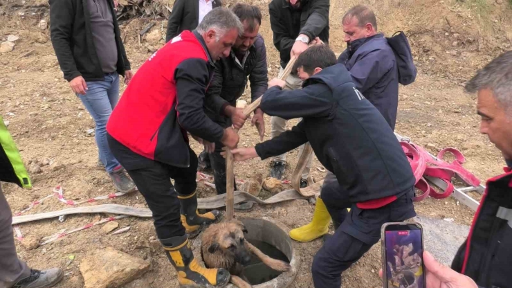 Kanalizasyon Çukuruna Düşen Köpeği İtfaiye Kurtardı